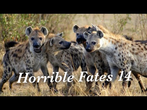 Horrible Fates 14