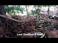 e-krushika Dry Leaf Grabber
