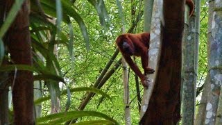 Red Howler Monkeys Chaguaramas Trinidad