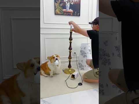 Something really strange happened while my dog and I were changing a lightbulb... 🐕💡😲 #funny #puppy