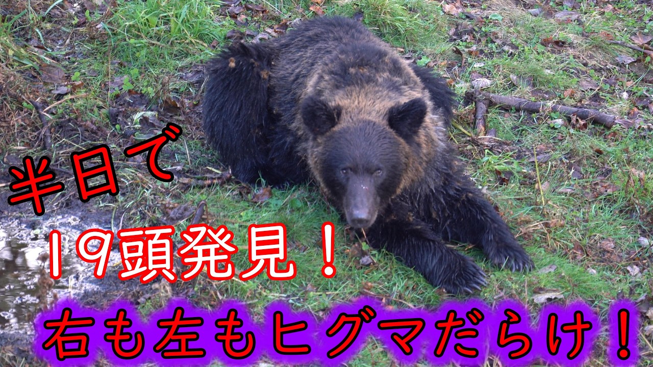 【四方八方ヒグマだらけ！！】半日でヒグマ19頭見つけちゃいました！