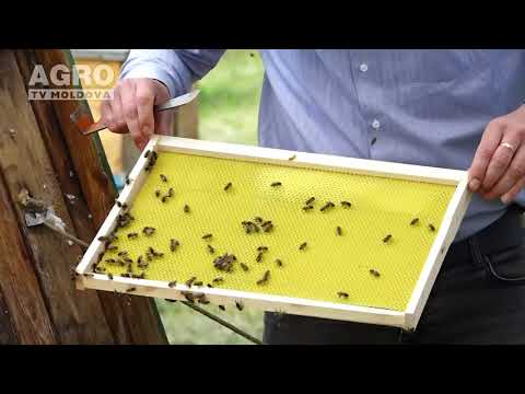 Agricultura Performantă în Moldova – Lecția nr.3, Apicultura