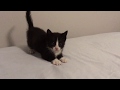 Adventure Kittens Tuxedo Kittens Playing Running Kittenrampage
