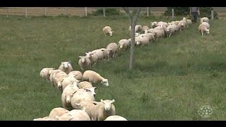 Miniatura do vídeo