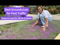 Great Groundcovers - Creeping Thyme UPDATE in 3rd Year (Thymus) & How to Divide