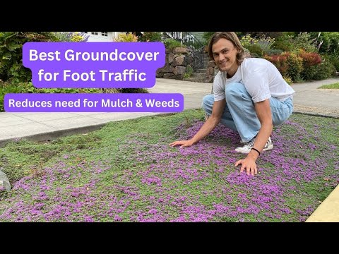 Great Groundcovers - Creeping Thyme UPDATE in 3rd Year (Thymus) & How to Divide