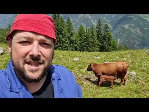 Das Kalb muss runter von der Alm
