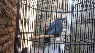 Download lagu SUARA ANAKAN BURUNG SRIGUNTING ANAKAN BELAJAR NGRIWIK | SANGAT COCOK UNTUK PANCINGAN EMOSI mp3