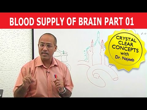 Blood Supply to Brain - Neuroanatomy - Part 1/11