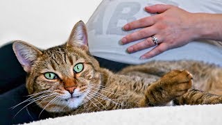 CAT REACTS TO PREGNANT BELLY - Does Kitty Know Baby Gender?