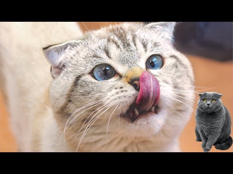 Funny Dogs | Funny  Cats | compilation | Anusha HW channel