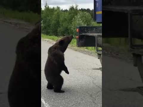 Orso arrabbiato contro un camion