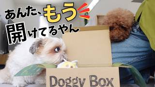 届いた瞬間、待てない犬。まだ開けていないのに始まってましたw　DoggyBox5月