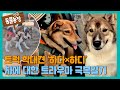 트럭 학대견 ‘하다×하디’ 차에 대한 트라우마 극복일기 tv동물농장 animalfarm sbsstory