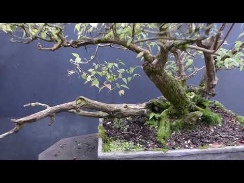 V71: Pt.1 Yamadori Bonsai / Moss & Deadwood / Oktober 2021