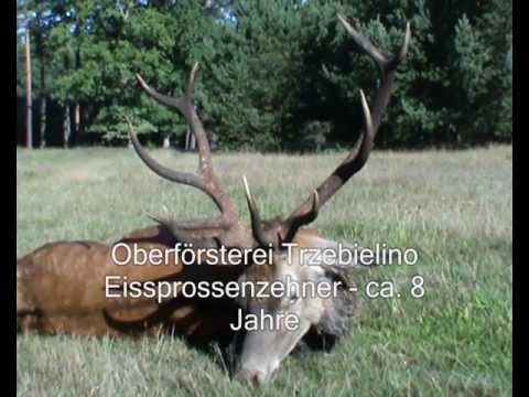 Ein starker IIB Hirsch liegt!