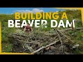 We Built Fake Beaver Dams to Rewild this Dead River