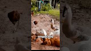 Download lagu What's this 🤣 #shorts #shortviral #shortvideo mp3 Download lagu What's this 🤣 #shorts #shortviral #shortvideo mp3