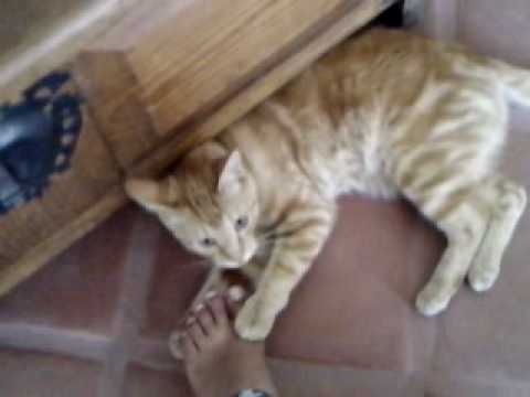 Playing with my cat... again