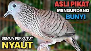 Download lagu Perkutut Lokal Gacor RAJA PIKAT Ahlinya Bikin Semua Burung Perkutut Gacor Nyaut. mp3
