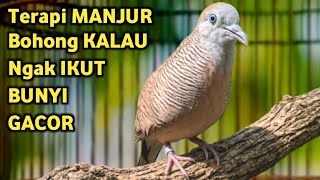Download lagu Perkutut Lokal Gacor Suara Super Kristal - Pancingan Malas Bunyi (99%AMPUH BANGET) mp3 Download lagu Perkutut Lokal Gacor Suara Super Kristal - Pancingan Malas Bunyi (99%AMPUH BANGET) mp3