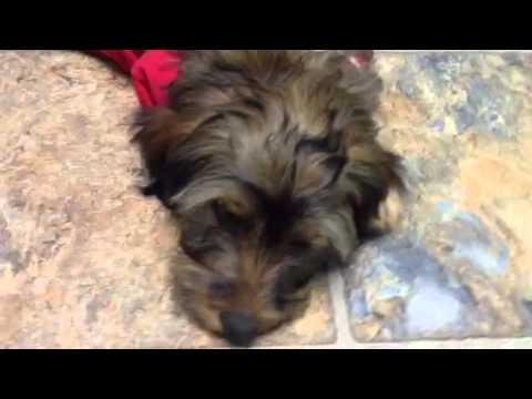 Los tres perritos de melida