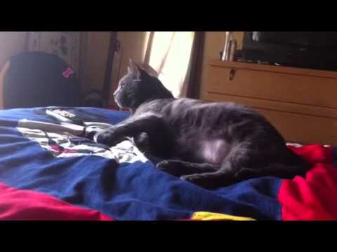 The wild Russian Blue