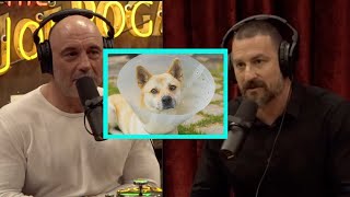 Joe Rogan & Andrew Huberman on Neutering and Spaying of Pets