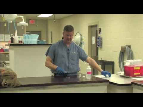 Veterinary Procedure- Filling a Syringe