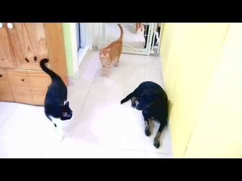 Barry and Anina interact with cats.