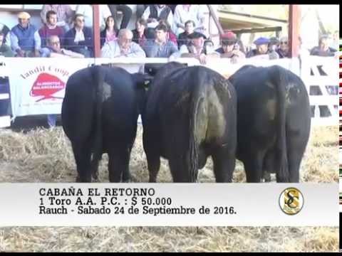 24-09-16 Venta de Toros P.C. y P.R. - Cabaña El Retorno - Rauch.