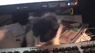 Missy Surfing The Internet