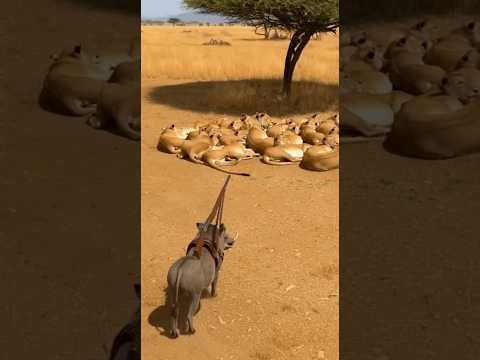 🤣 very funny,  Warthog vs lion's 🤣 🦁 🐗 #veryfunny #momentfunny #warthog #lions
