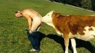 Американская подборка приколы с животными. The American compilation jokes with animals.