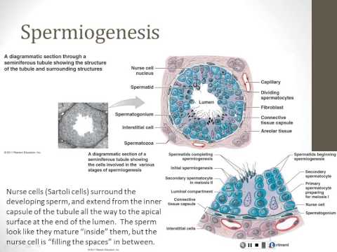 Reproductive System - Part 2