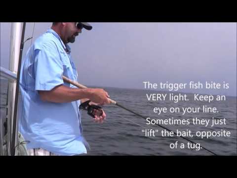 how to catch trigger fish