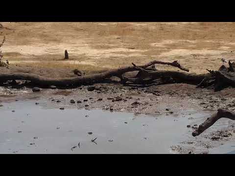 Djuma: Two Blacksmith Lapwing chicks - 10:40 - 10/20/19