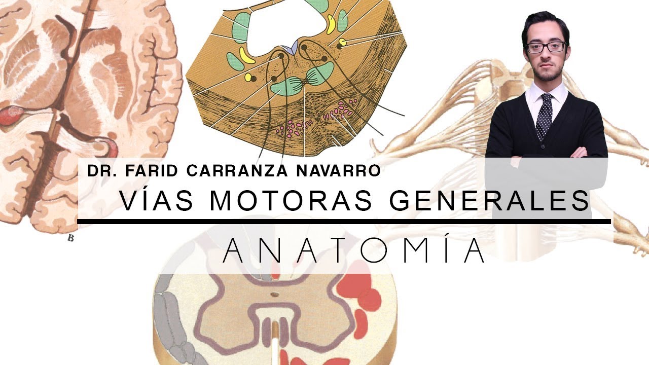 Anatomía | Vías Motoras