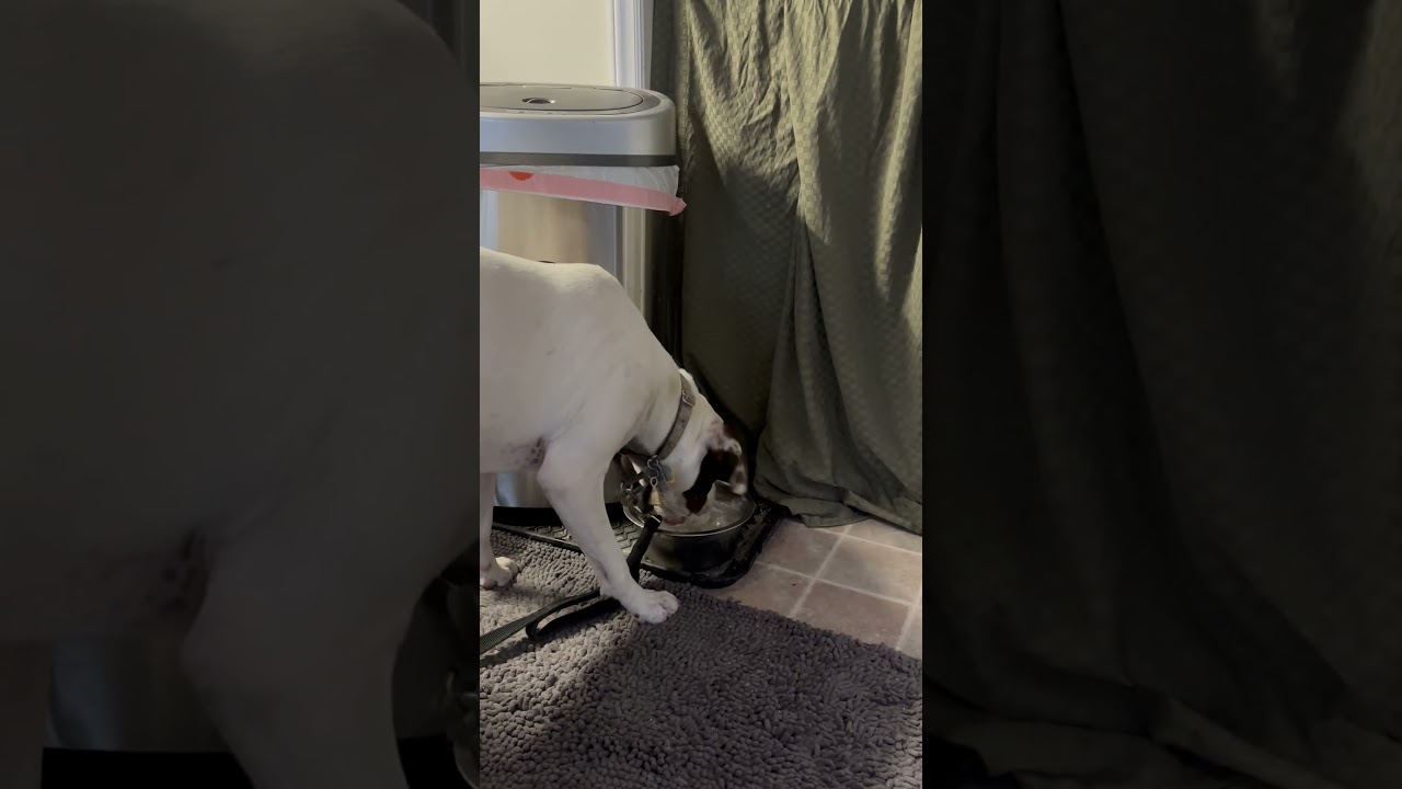 Caper, a Adoptable Hound in Raleigh, NC video 6/6