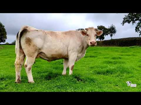 Lot 156 - Sélection SG 2025