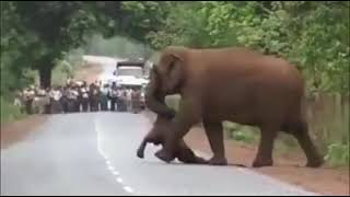 Elephants Perform Funeral Rites For Their Dead Calf | Weeping Elephants Carry Dead Body To Perform