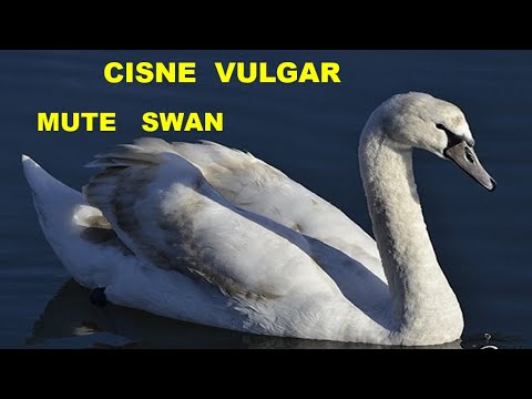 CISNE VULGAR | MUTE SWAN | Cygnus olor