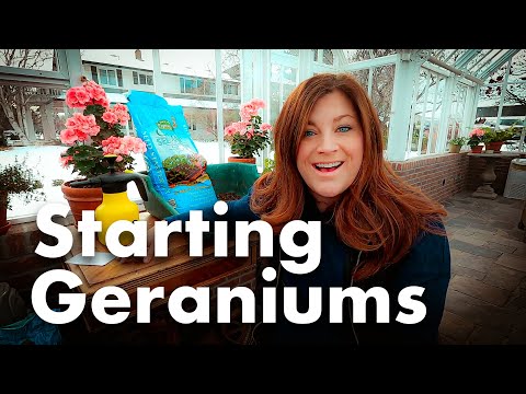 How to Grow and Care for Geraniums 🌺 // Garden Answer