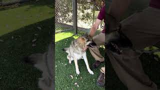 Video preview image #1 German Shepherd Dog Puppy For Sale in Pasadena, CA, USA