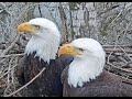 Redding Eagles Live Nest Webcam