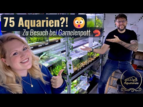 75 aquariums?! 😯 The huge shrimp breeding facility at Garnelenpott 🦐