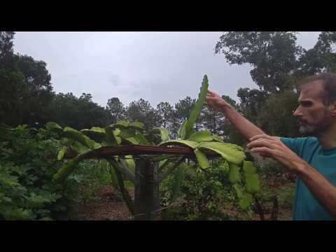 Update #4: Central florida Fruit Tree and Garden project part 1