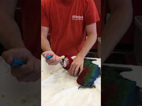 Baby Macaw