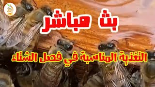 التغذية المناسبة في فصل الشتاء / سر بقاء النحل