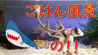 サメの餌あげと半年かけてようやく出たぞ！！ハナハゼ披露♬　そしてふたつの月のCD紹介☆